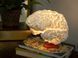 Нічник-світильник Мозок 3D друк. Aivory id_9836 фото 1